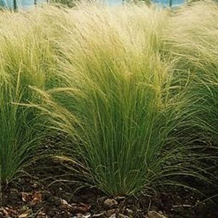 Stipa tenuissima 'Ponytails' C2 - afbeelding 4