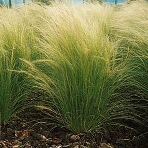 Stipa tenuissima 'Ponytails' C2 - afbeelding 4
