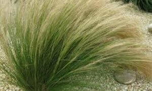 Stipa tenuissima 'Ponytails' C2 - afbeelding 3