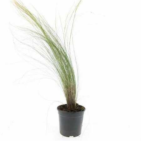 Stipa tenuissima 'Ponytails' C2 - afbeelding 10