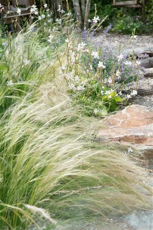 Stipa tenuissima 'Ponytails' C2 - afbeelding 10