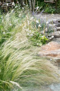 Stipa tenuissima 'Ponytails' C2 - afbeelding 10