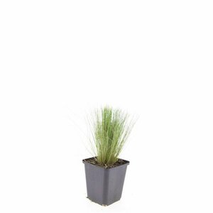 Stipa tenuissima 'Ponytails' C2 - afbeelding 6