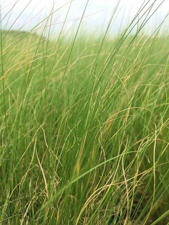 Stipa tenuissima 'Ponytails' C2 - afbeelding 15