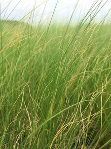 Stipa tenuissima 'Ponytails' C2 - afbeelding 15