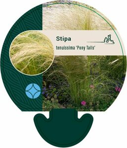 Stipa tenuissima 'Ponytails' C2 - afbeelding 12