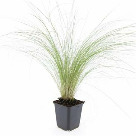 Stipa tenuissima 'Ponytails' C2 - afbeelding 13