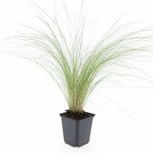 Stipa tenuissima 'Ponytails' C2 - afbeelding 13