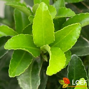 Euonymus japonicus 'Green Spire' 25/30 C.