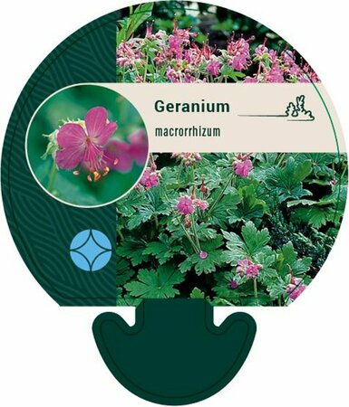 Geranium macrorrhizum P9 - afbeelding 2