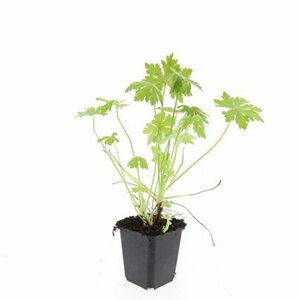 Geranium macrorrhizum P9 - afbeelding 3