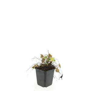 Geranium macrorrhizum P9 - afbeelding 4