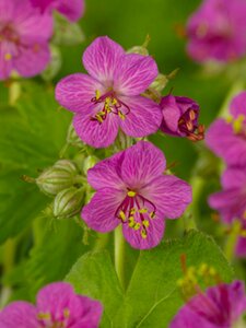 Geranium macrorrhizum P9 - afbeelding 8
