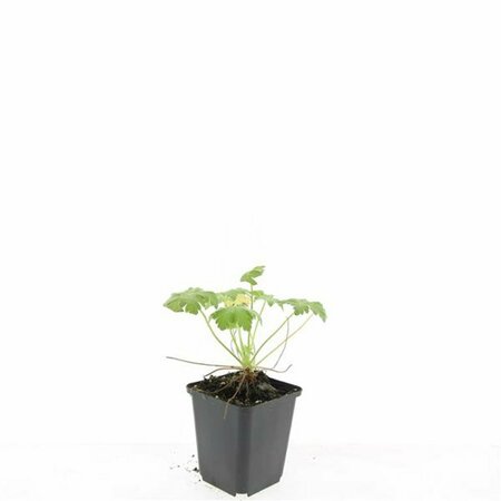 Geranium macrorrhizum P9 - afbeelding 5