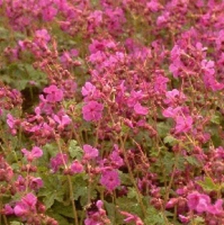 Geranium macrorrhizum P9 - afbeelding 9