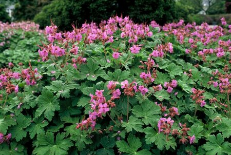 Geranium macrorrhizum P9 - afbeelding 1