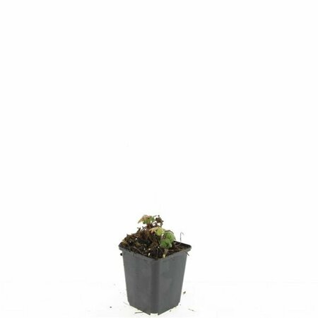 Geranium macrorrhizum P9 - afbeelding 6