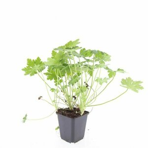 Geranium macrorrhizum P9 - afbeelding 7