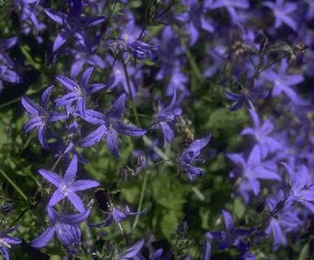 Campanula poscharskyana P9 - afbeelding 1