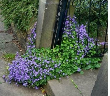 Campanula poscharskyana P9 - afbeelding 4