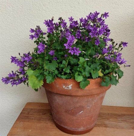 Campanula poscharskyana P9 - afbeelding 5