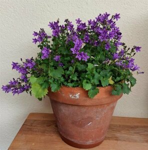Campanula poscharskyana P9 - afbeelding 5