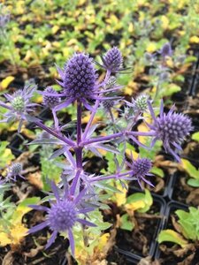 Eryngium planum 'Blue Hobbit' P9