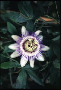Passiflora caerulea 50/60 C. 