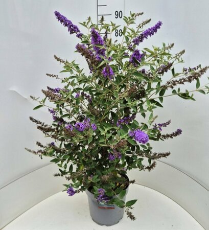 Buddleja 'Free Petite Blue Heaven' C2