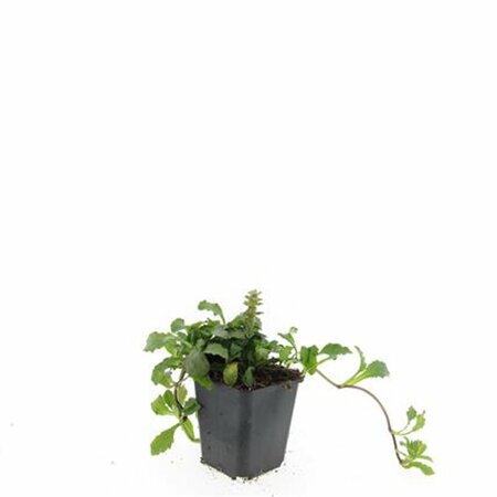 Ajuga reptans P9 - afbeelding 12