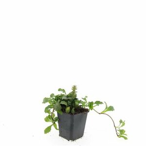 Ajuga reptans P9 - afbeelding 12