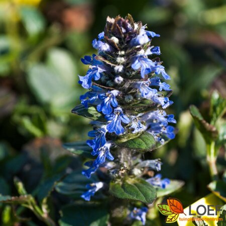 Ajuga reptans P9 - afbeelding 10