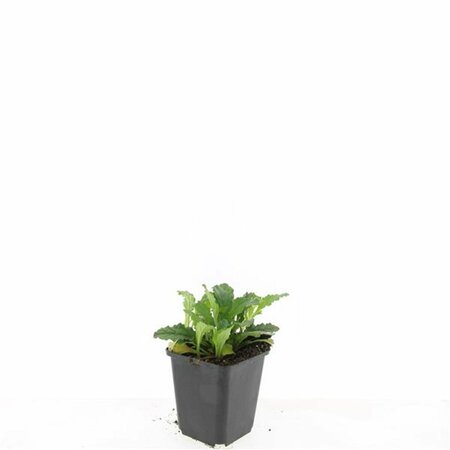Ajuga reptans P9 - afbeelding 6