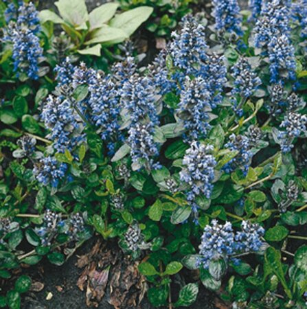 Ajuga reptans P9 - afbeelding 2