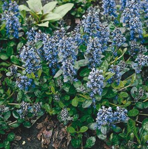 Ajuga reptans P9 - afbeelding 2