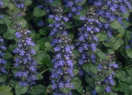 Ajuga reptans P9 - afbeelding 9
