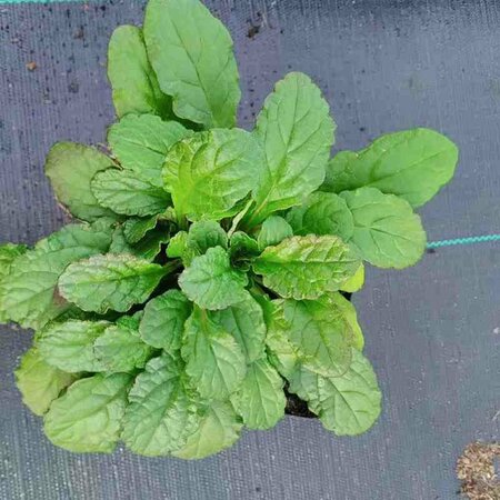 Ajuga reptans P9 - afbeelding 4