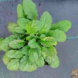 Ajuga reptans P9 - afbeelding 4