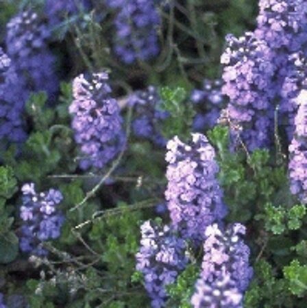 Ajuga reptans P9 - afbeelding 3