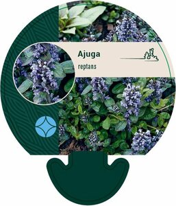 Ajuga reptans P9 - afbeelding 7
