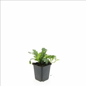 Ajuga reptans P9 - afbeelding 5
