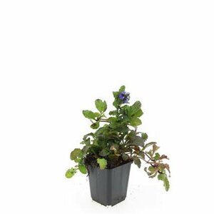 Ajuga reptans P9 - afbeelding 13