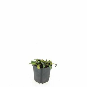Ajuga reptans P9