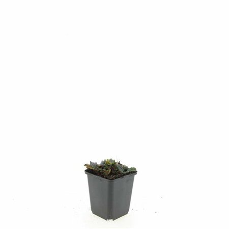 Ajuga reptans P9 - afbeelding 11