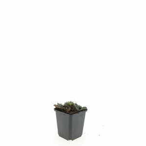 Ajuga reptans P9 - afbeelding 11