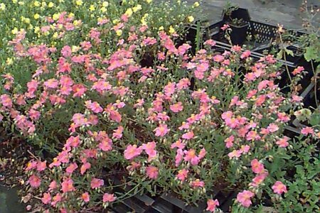 Helianthemum 'Lawrenson's Pink' P9 - afbeelding 1