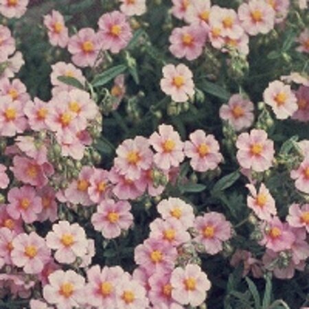 Helianthemum 'Lawrenson's Pink' P9 - afbeelding 2