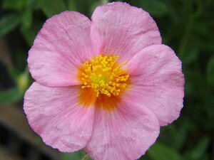 Helianthemum 'Lawrenson's Pink' P9 - afbeelding 3