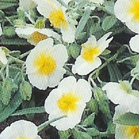 Helianthemum 'The Bride' P9 - afbeelding 2