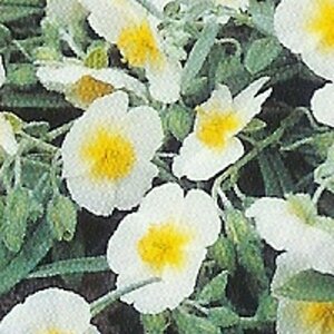 Helianthemum 'The Bride' P9